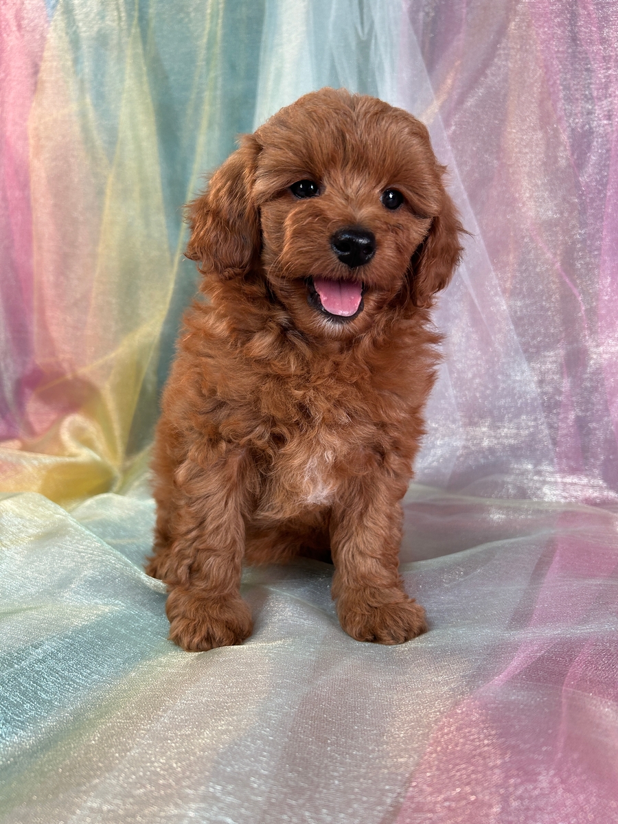 Ready Now! Female Mini Bernedoodle Pup for Sale DOB 5-20-2024 $750